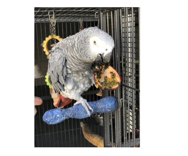 Polly - Carel's Parrot