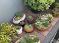 A few of my succulents