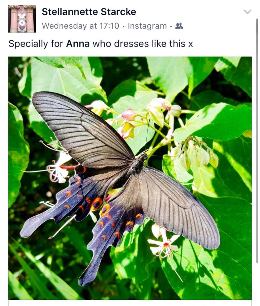 Anna's dragonfly